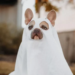 Consectetur Adipiscing